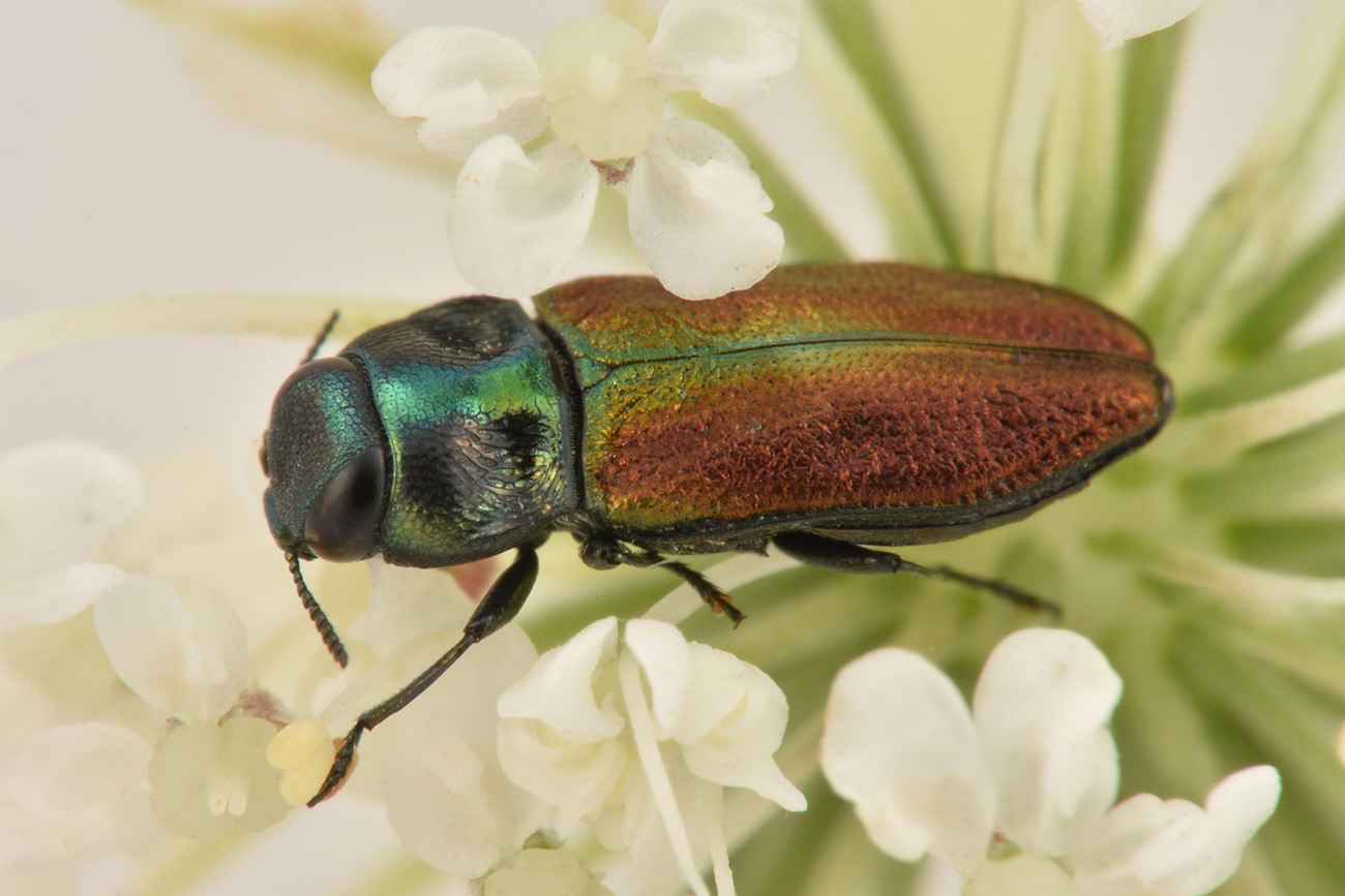 Buprestidae: Anthaxia thalassophila? S.